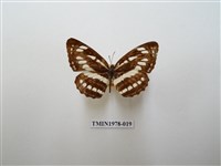 藏品(豆環蛺蝶)的圖片